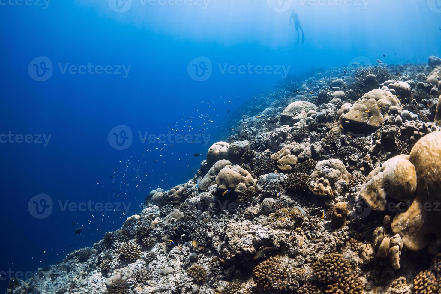 tropisch rif onderwater- in transparant oceaan. onderwater- visie van koralen foto