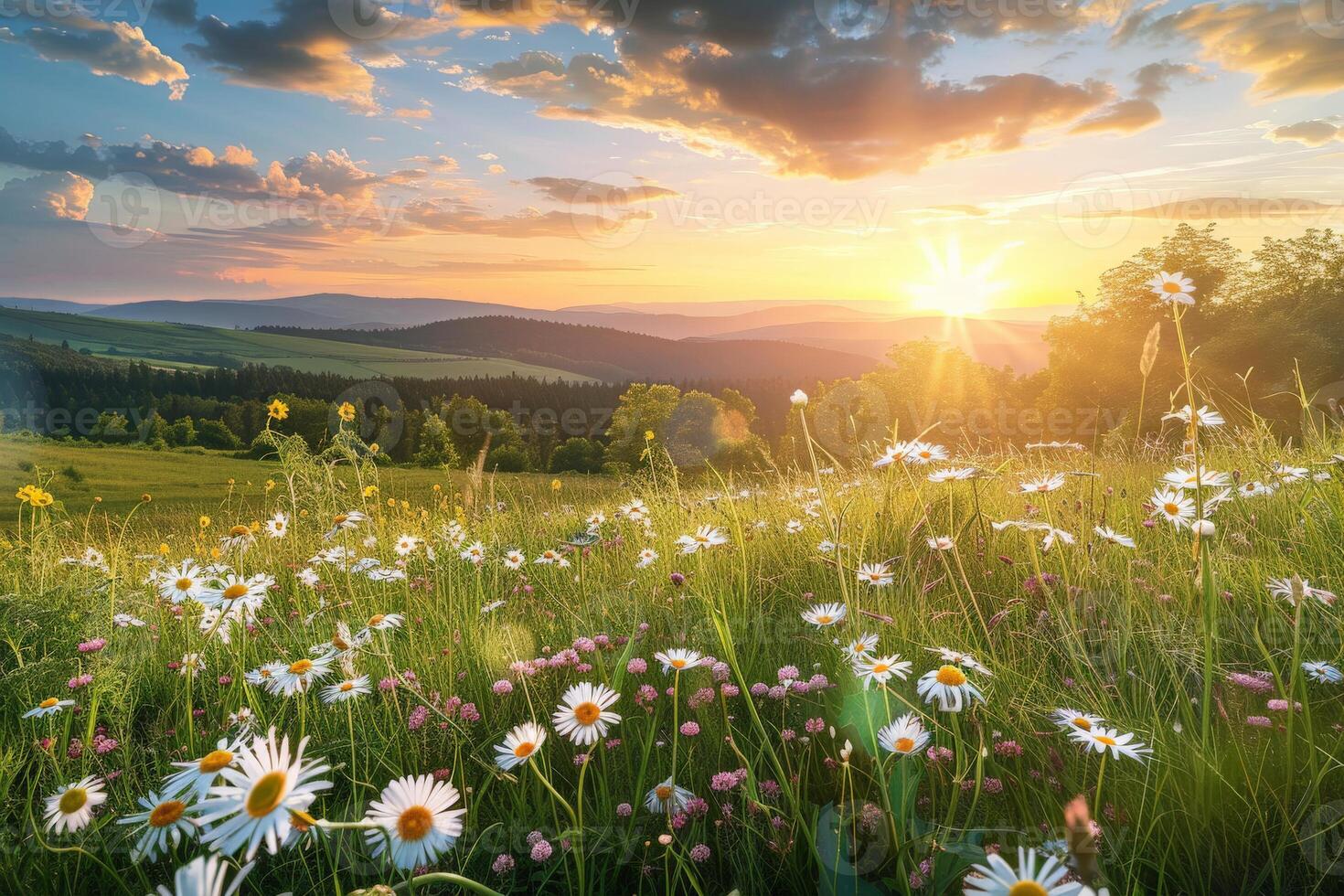 wilde bloemen veld- Bij zonsondergang foto