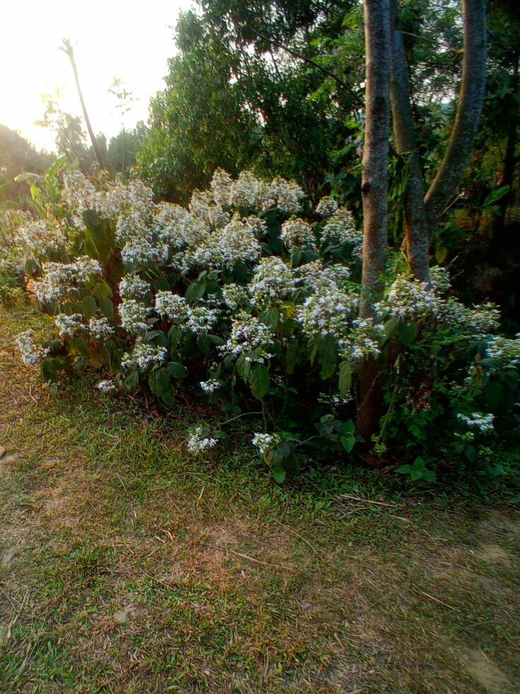 een groep van wit bloemen foto
