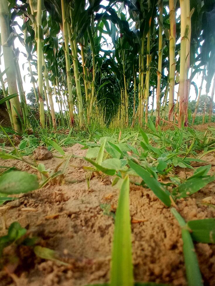 een veld- van maïs groeit foto