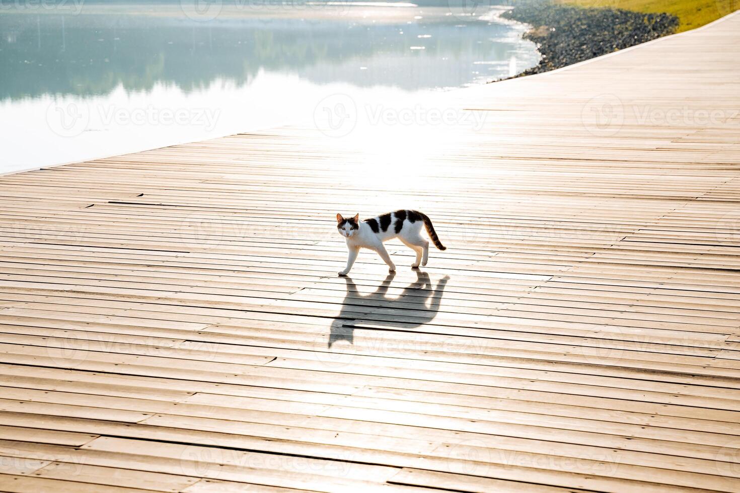 een huiselijk kat wandelingen langs de dijk in een stad park, een schaduw van een kat, de silhouet van een kat valt Aan de stoep, een houten weg, zonlicht in de ochtend. foto