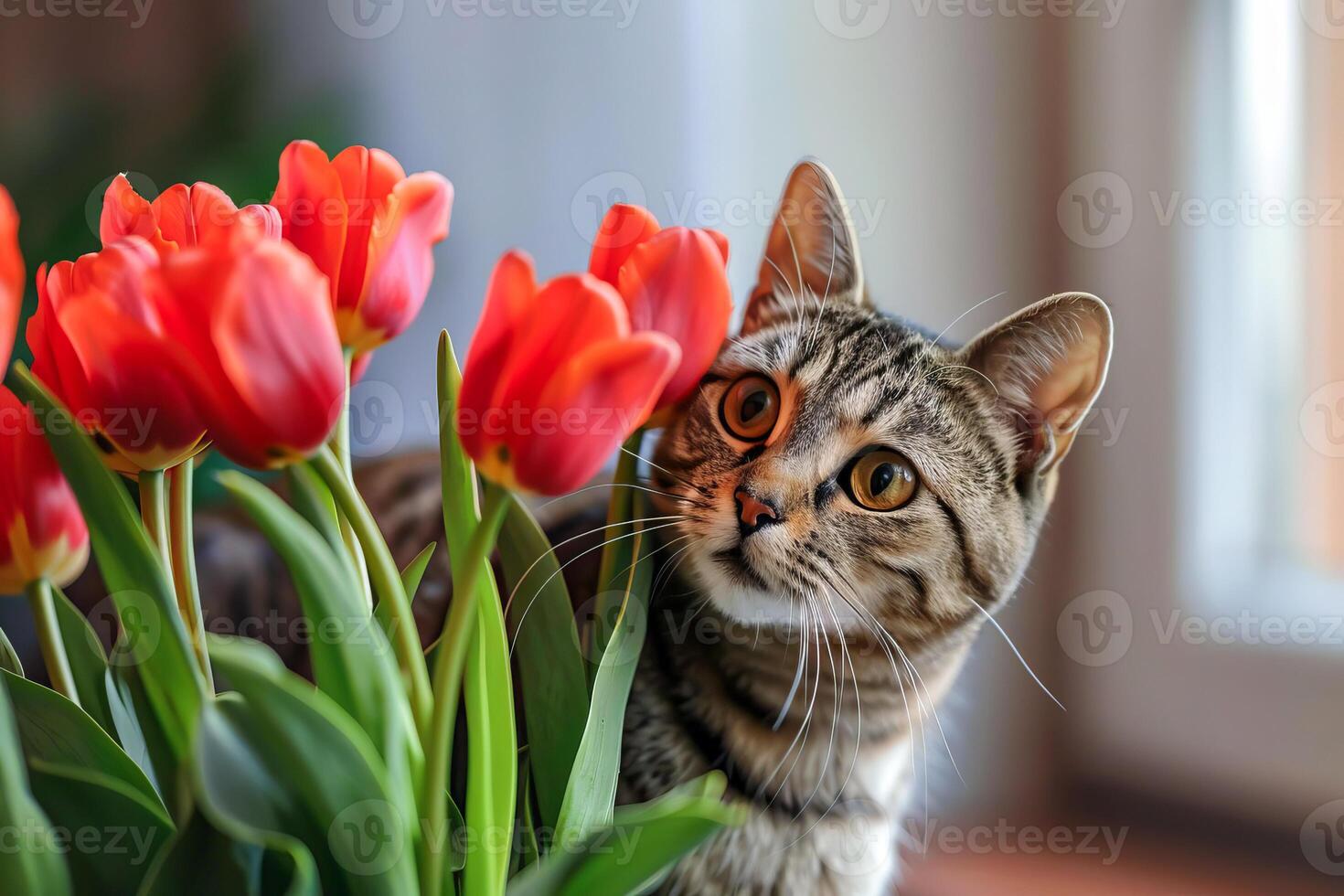 huiselijk gestreept kat met tulpen. . foto