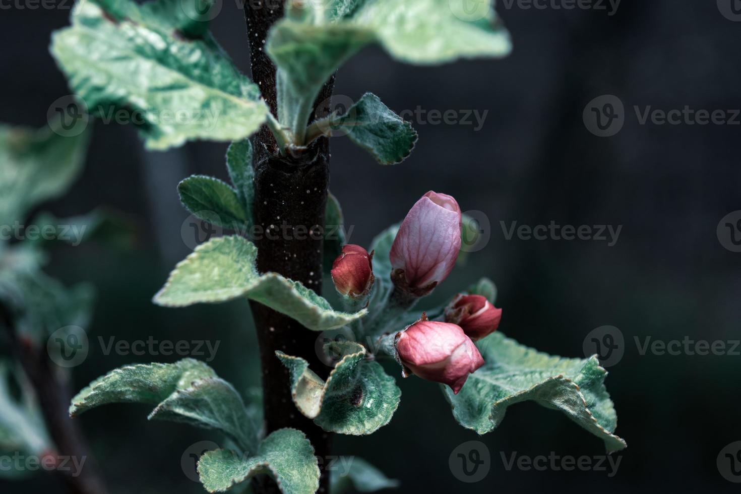 groene bladeren en ongeblazen appelbloesemknoppen op een tak. foto