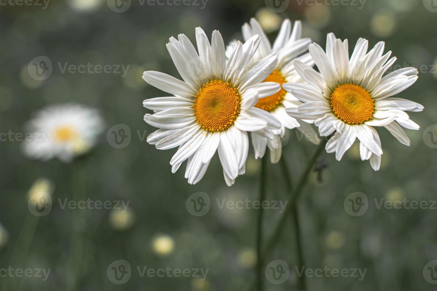 drie madeliefjes in de herfsttuin. foto