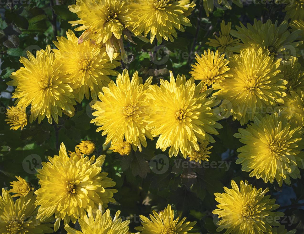 gele chrysantenbloemen foto