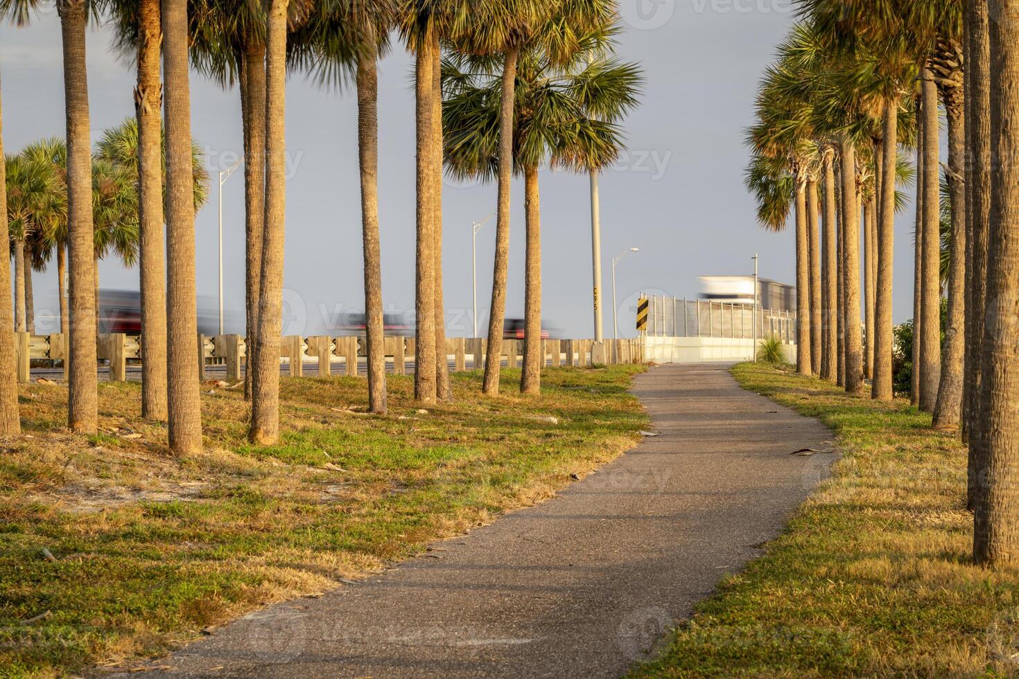 wandelen spoor tussen palm bomen langs zonneschijn skyway snelweg aan de overkant tampa baai, Florida foto