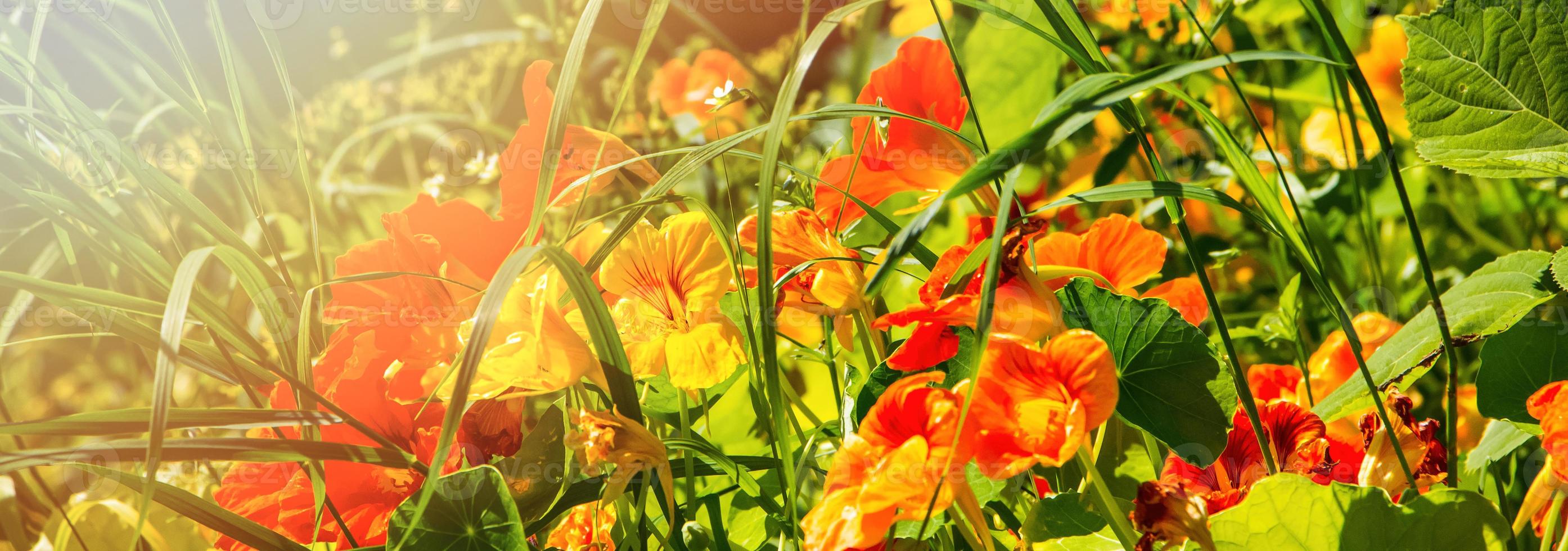 banner van rode bloemen in de tuin. foto