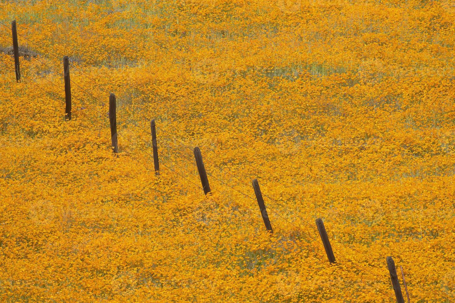 Californische klaprozen in de lente foto