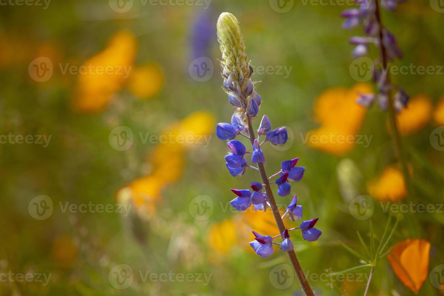 lupine en klaprozen foto