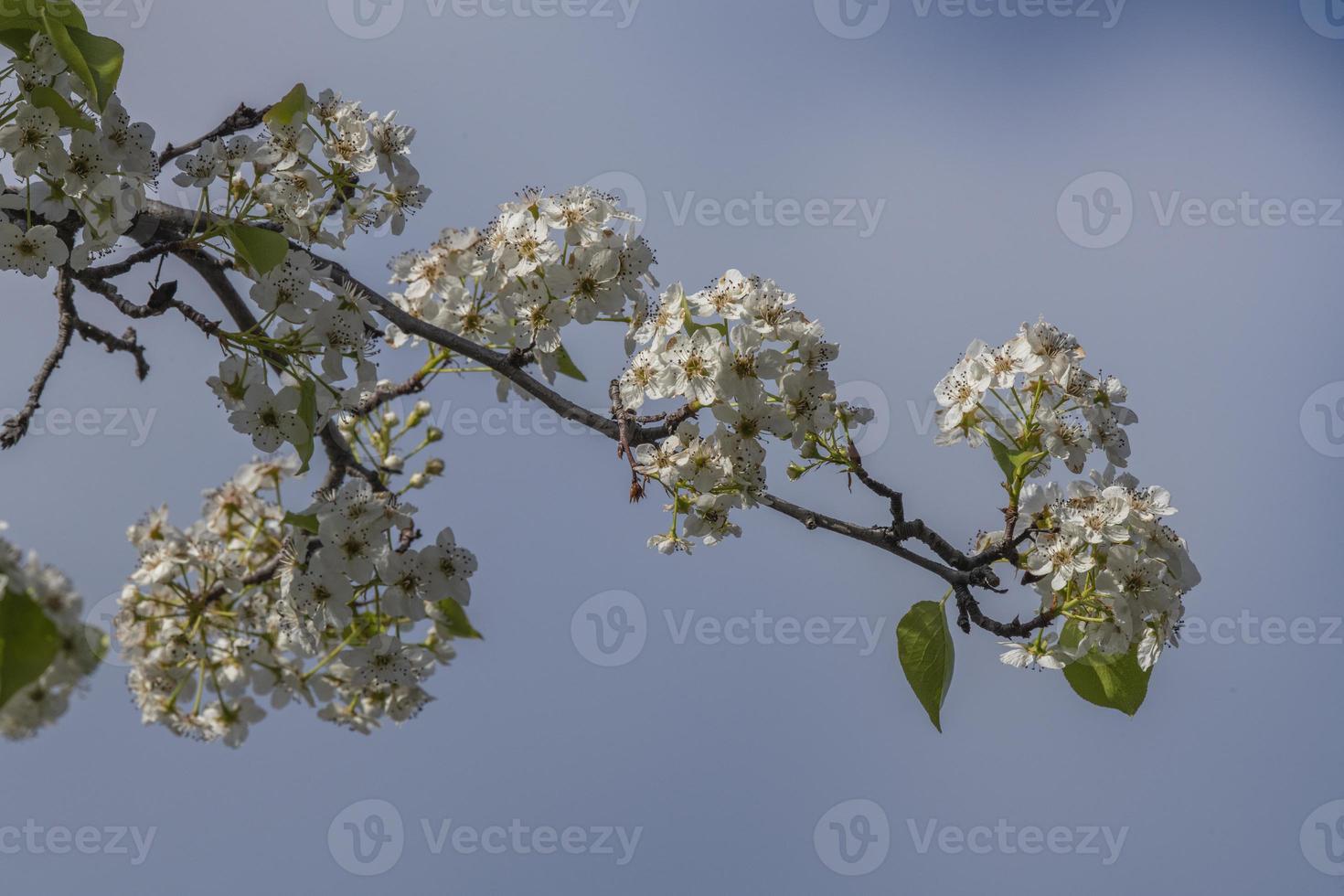 kersenbloesem in het voorjaar foto