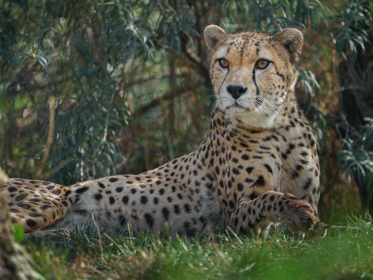 Noordoost-Afrikaanse cheeta foto