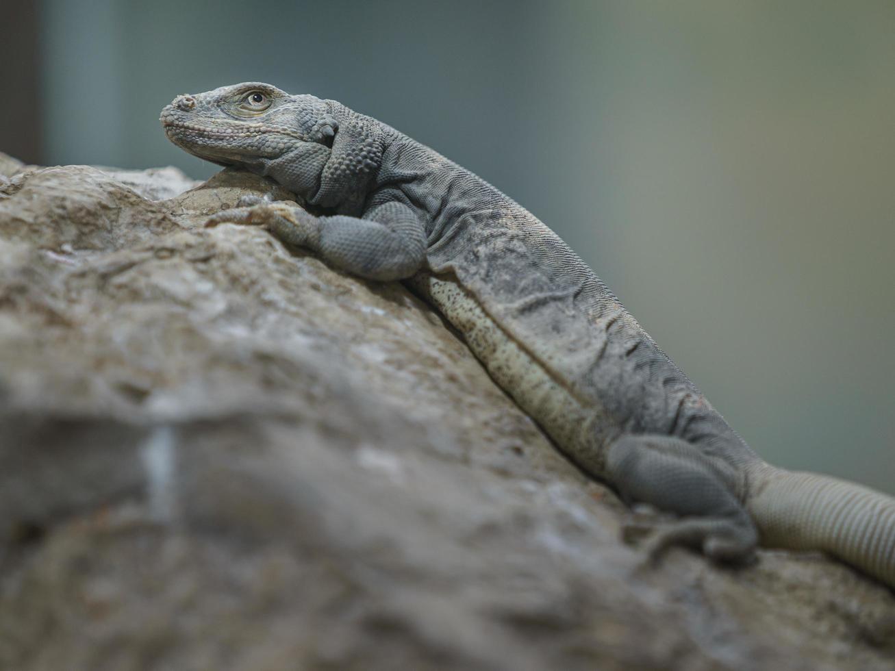 gewone chuckwalla op rots foto