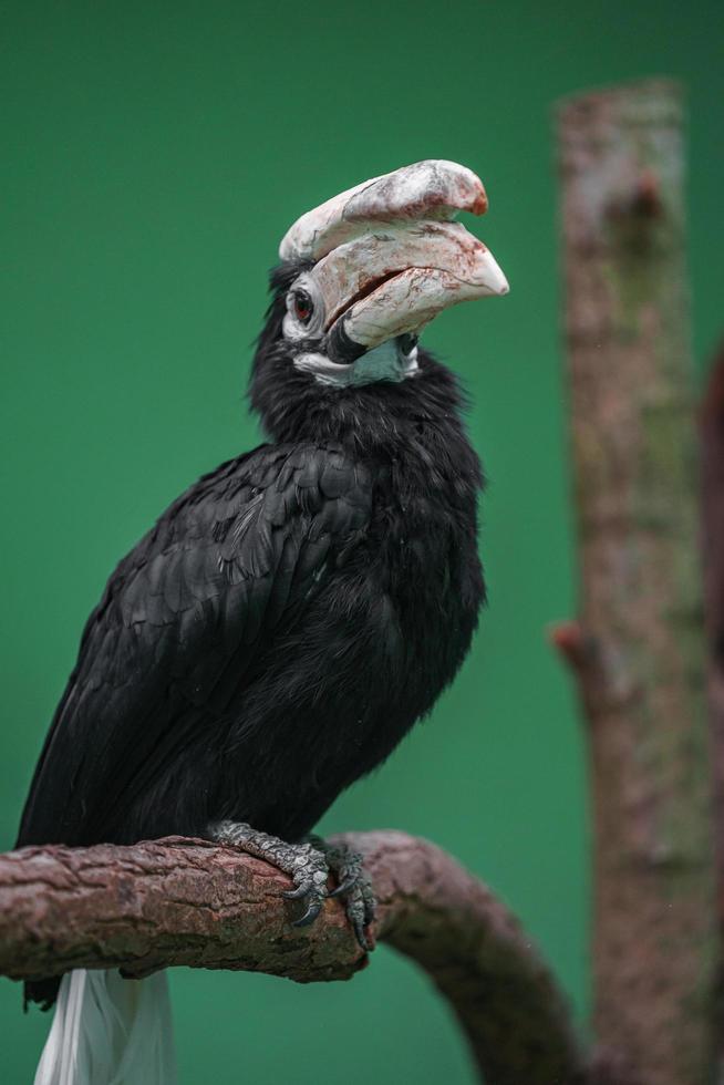 portret van palawan neushoornvogel foto