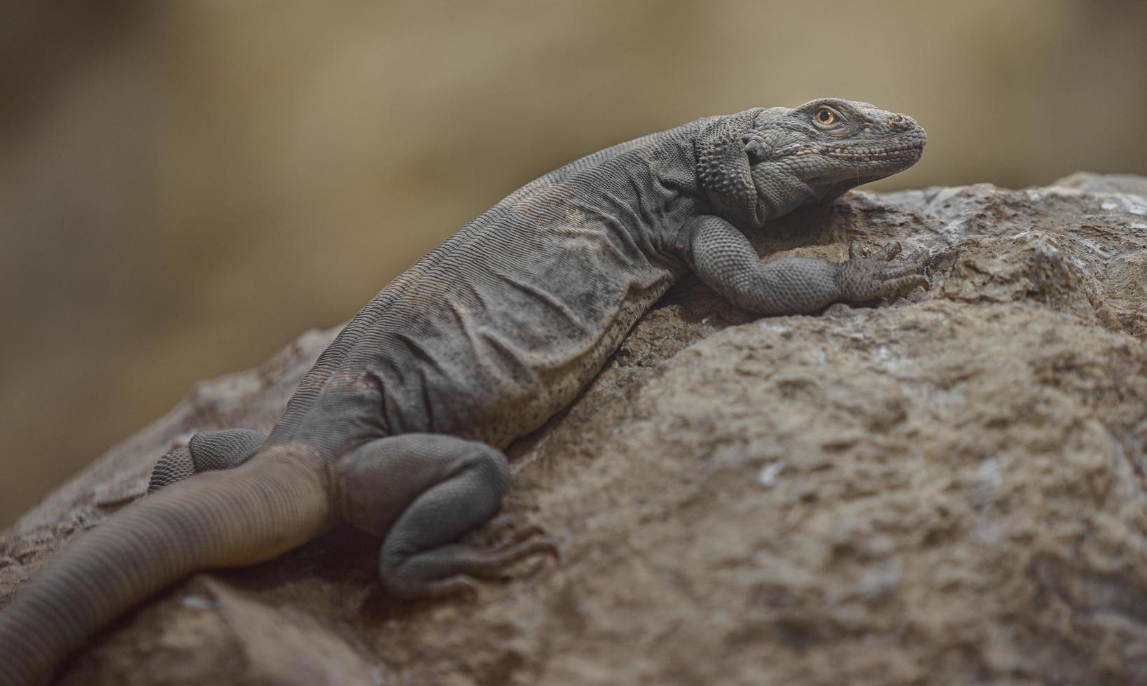 gewone chuckwalla op rots foto