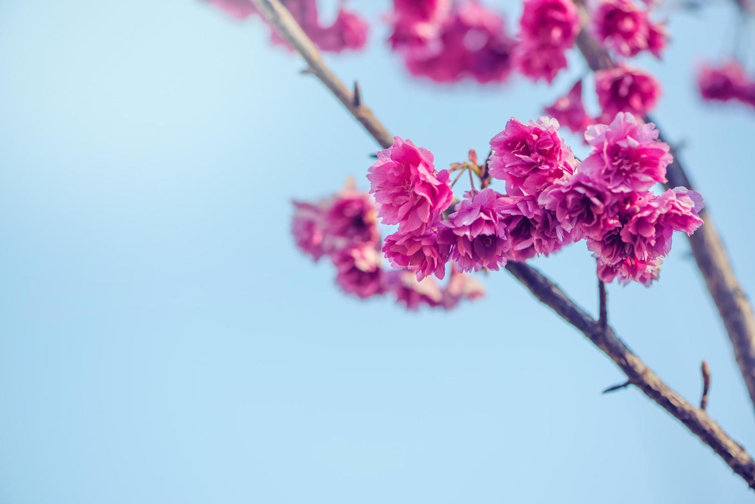 achtergrond natuur bloem Valentijn. achtergrond roze kersenbloesem bij mooi op de lente in chiang mai in thailand. prunus cerasoides foto