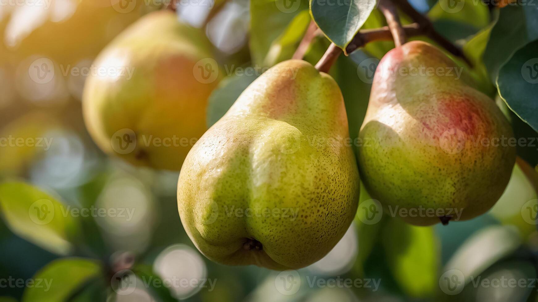 rijp sappig Peer Aan een Afdeling in de tuin detailopname foto