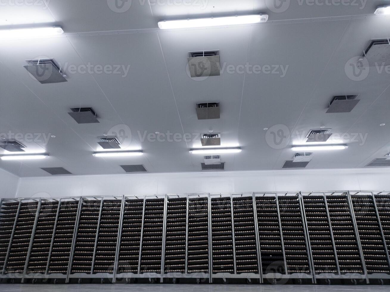 meerdere trolleys bevatten uitkomen eieren in de ei opslagruimte kamer zo dat de temperatuur van de eieren is gehandhaafd met plafond lucht luchten Aan de koeling opslagruimte kamer voordat Aan uitkomen werkwijze. foto