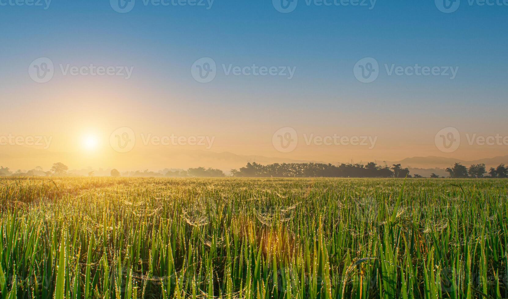 mooi rijst- velden en zonsopkomst lucht achtergrond. landschap visie over- rijstveld veld- Aan zonsopkomst tijd. foto