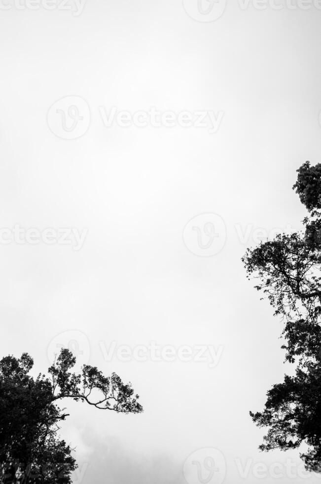 kaal droog bomen zonder bladeren met wit wolken in de mist foto