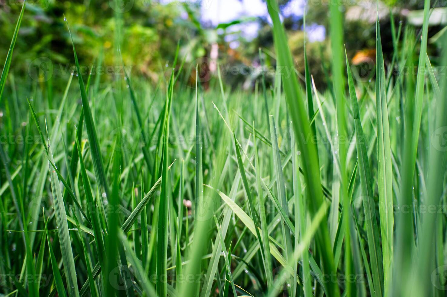 nieuw gegroeid rijst- bladeren met dauw in de ochtend- foto
