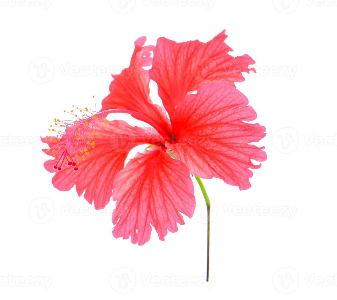rode bloem op witte achtergrond foto