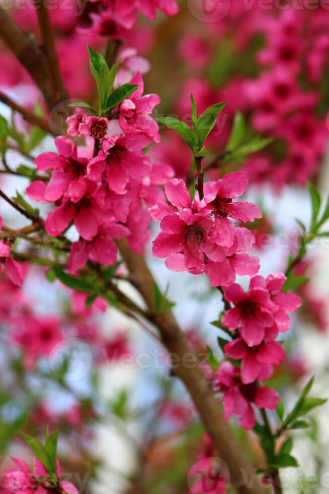 voorjaar achtergrond. bloem van perzik fruit. een boom met roze bloemen dat zijn bloeiend foto