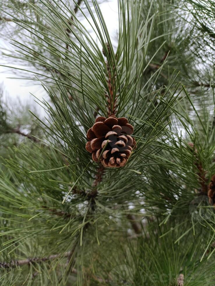 een pijnboom ijshoorntje dat is Aan een boom foto