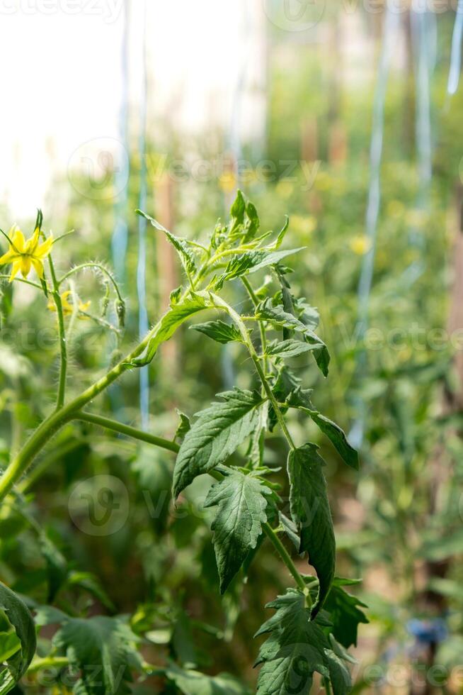 groen tomaten in huis tuin serre. concept van plaatselijk gegroeid biologisch groenten voedsel produceren. platteland oogsten foto