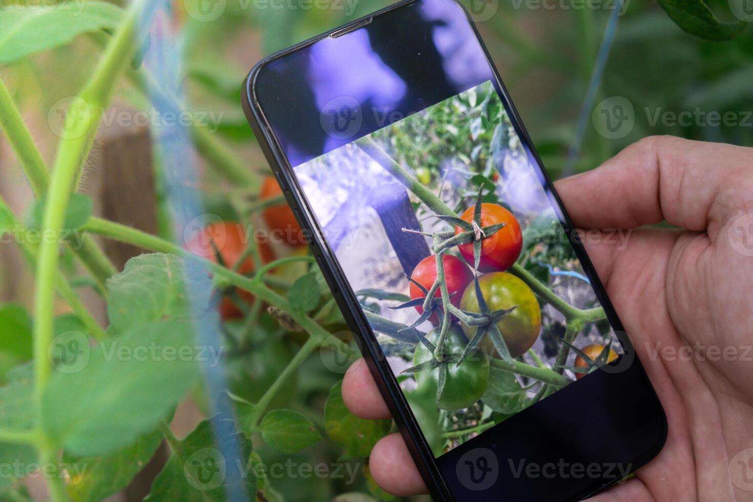 hand- van boer fotograferen rood kers tomaten oogst in tuin met smartphone. online verkoop door sociaal media plaatselijk gegroeid biologisch groenten van serre. slim landbouw technologie concept foto