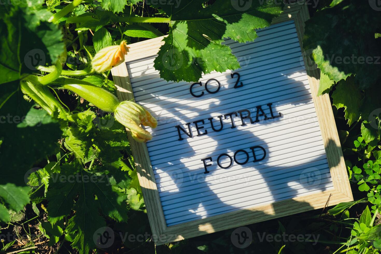 brief bord met tekst co2 neutrale voedsel Aan achtergrond van tuin bed met groen courgette. biologisch landbouw, produceren lokaal groenten concept. ondersteunen lokaal boeren. seizoensgebonden markt foto