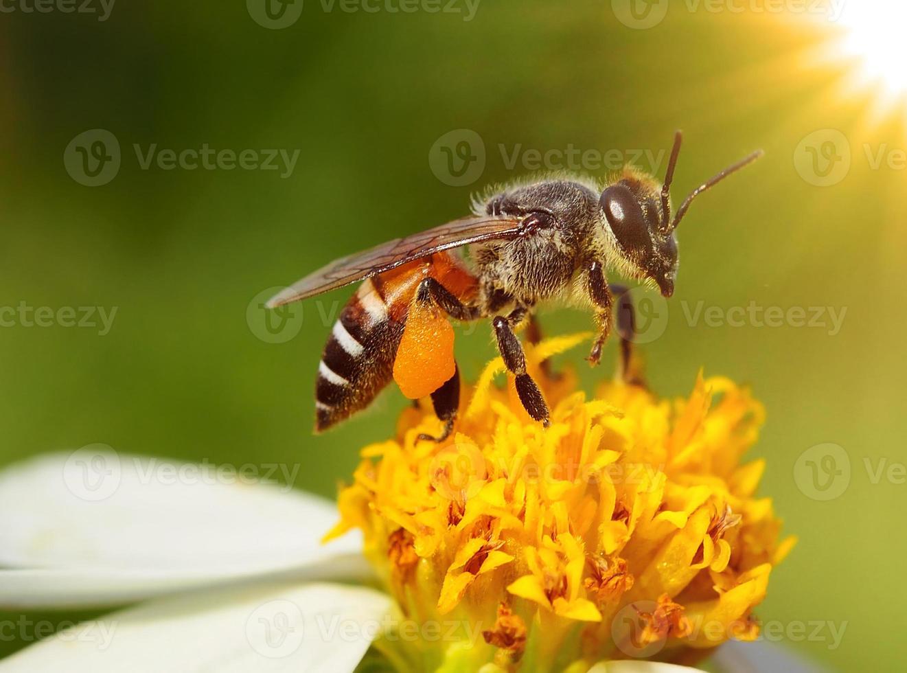 close-up bijen op bloem foto