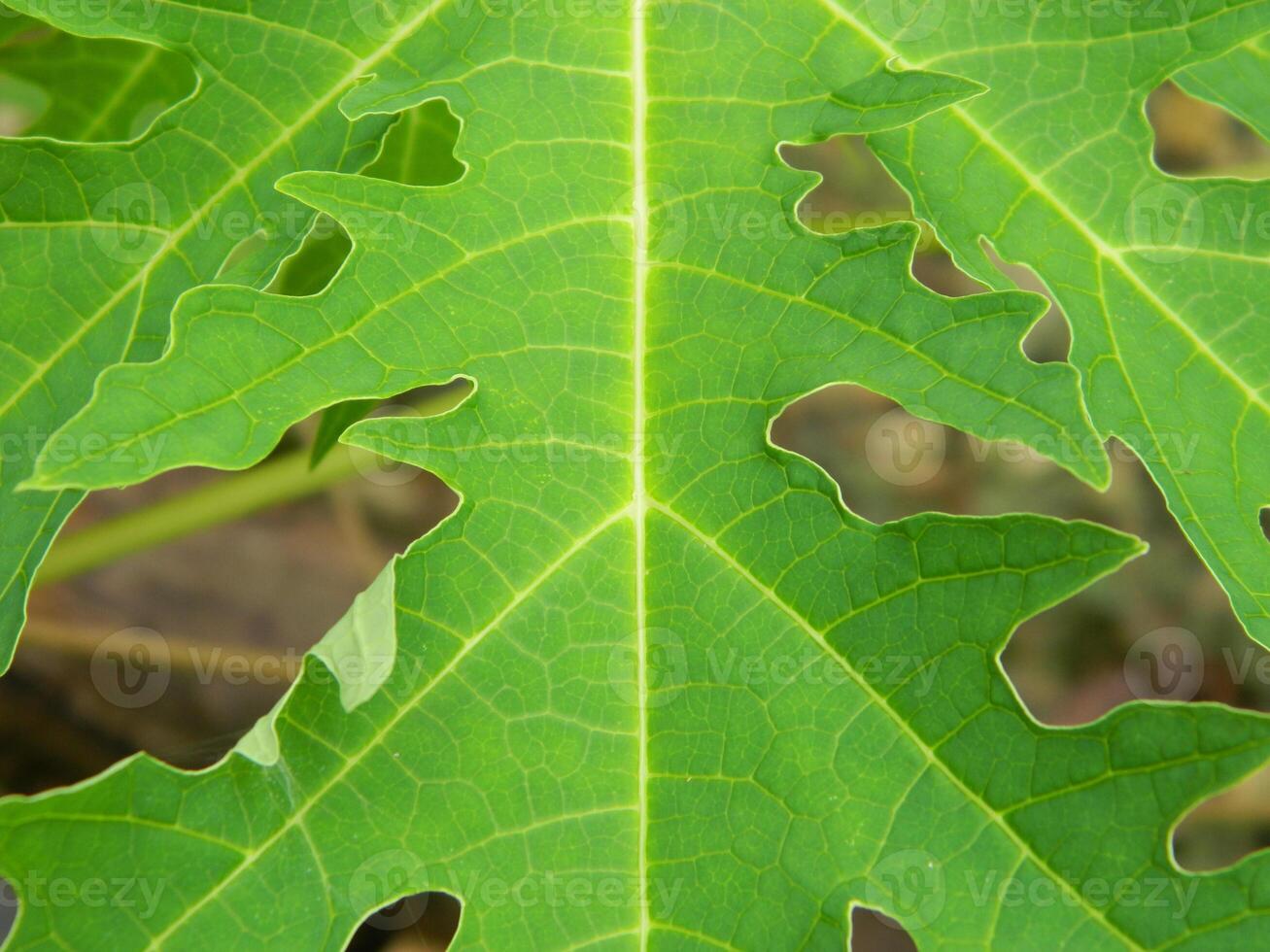 origineel foto van de bladeren van de papaja fabriek welke heeft de Latijns naam carica papaja l welke groeit in tropisch gebieden