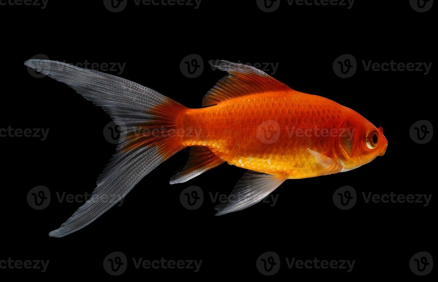 gouden vis geïsoleerd op zwarte achtergrond foto