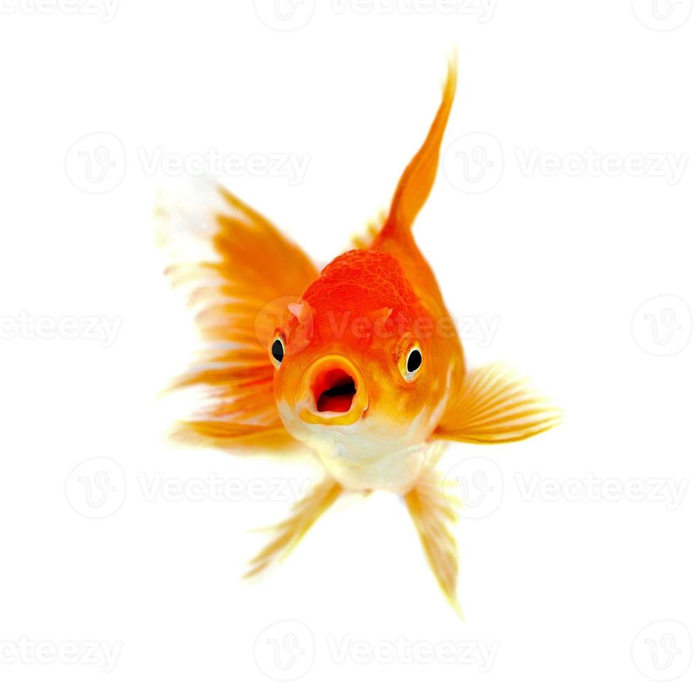 gouden vis isolatie op de witte achtergrond foto