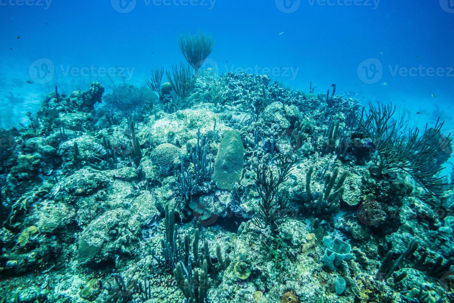 koraalrif op het eiland san andres. foto