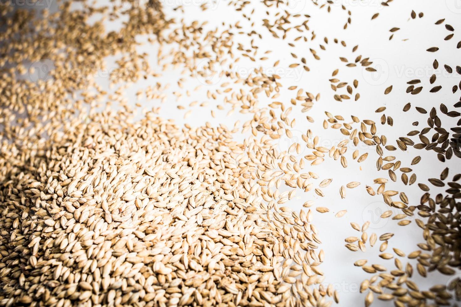 Pilsner mout bier graan hoop op een witte tafel foto