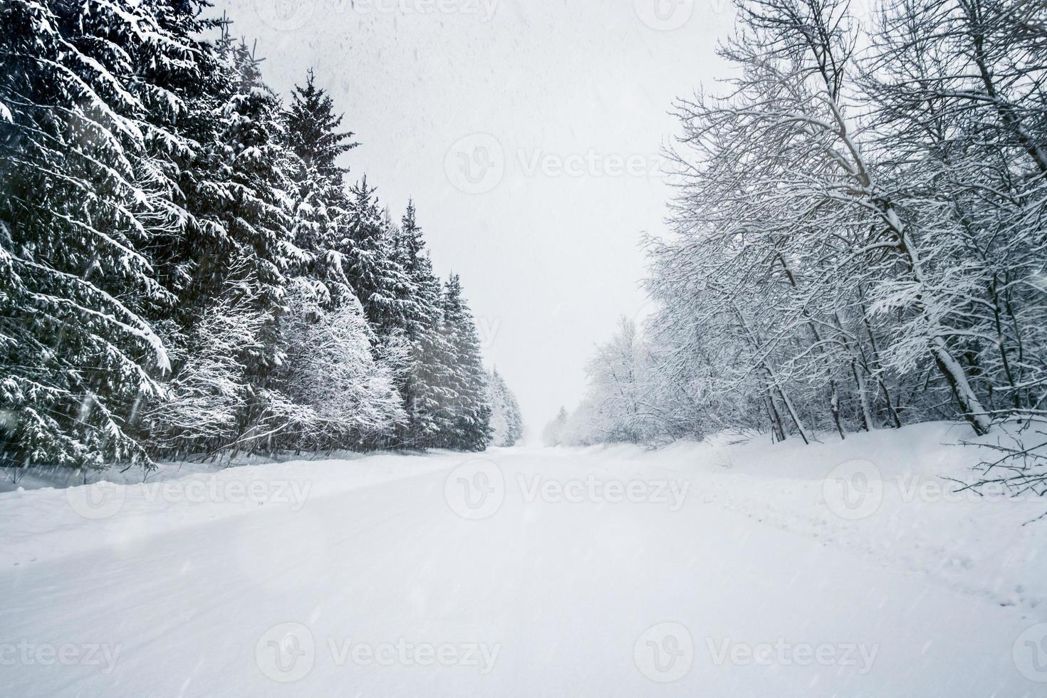 weg in bos bedekt met sneeuw op een rustige besneeuwde dag foto