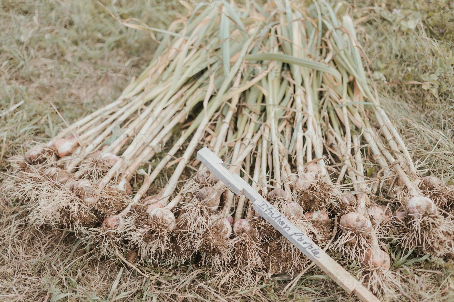 stapel vers geplukte Italiaanse paarse knoflook foto