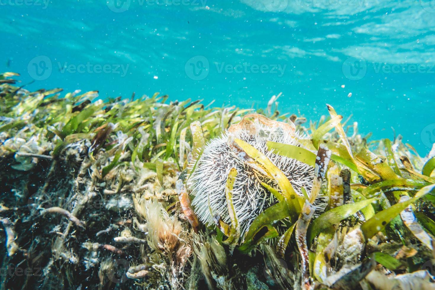 witte stekelige egels close-up onderwatermening foto