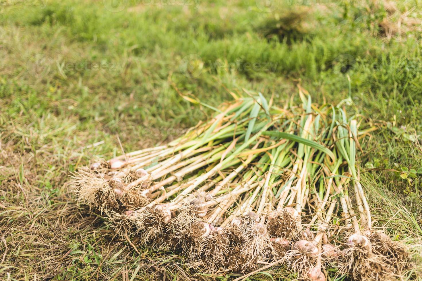 stapel vers geplukte italiaanse paarse knoflook. foto