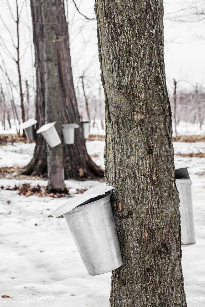 bos van esdoornsap emmers op bomen foto