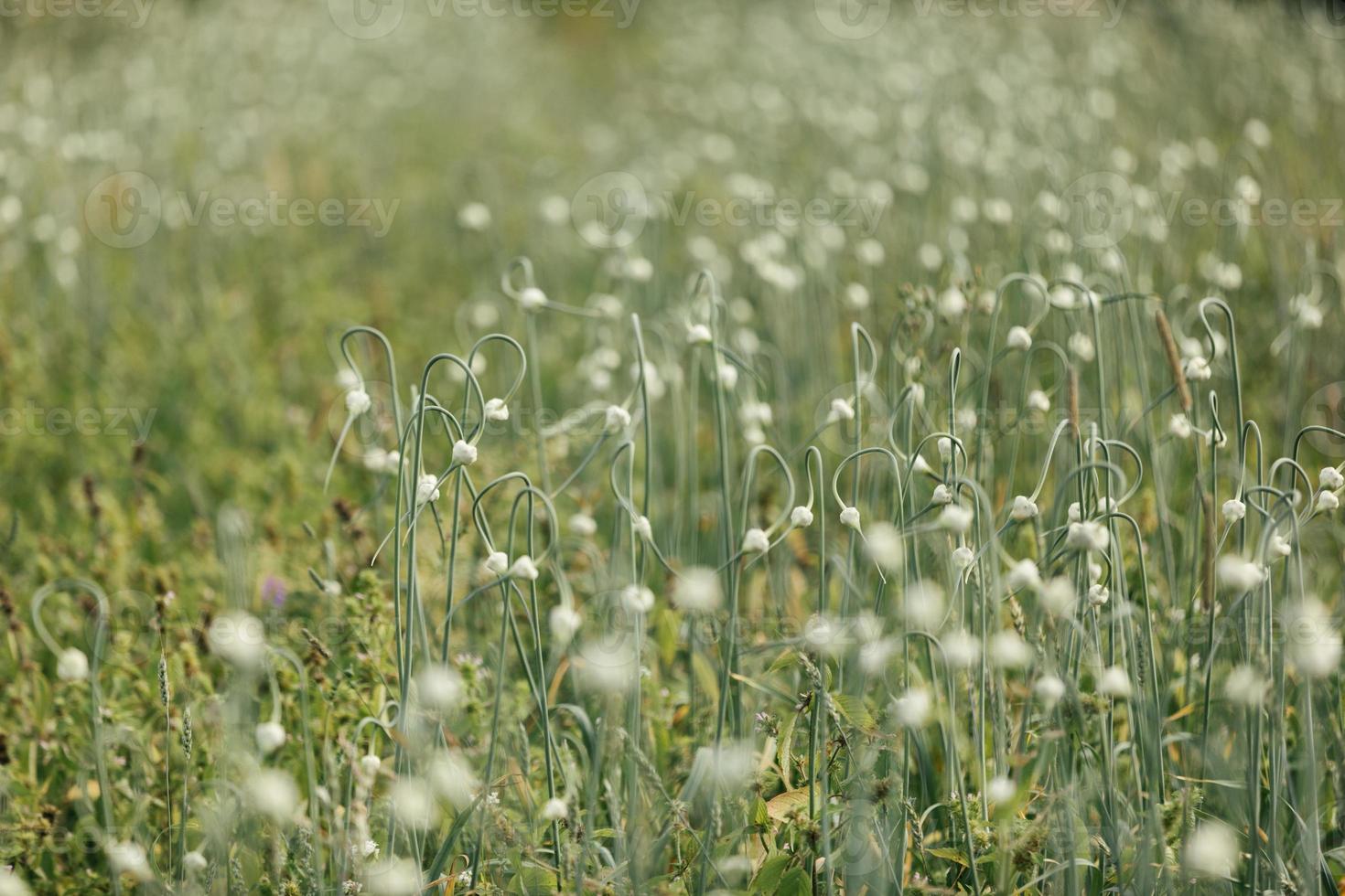 knoflookveld met bloemen foto