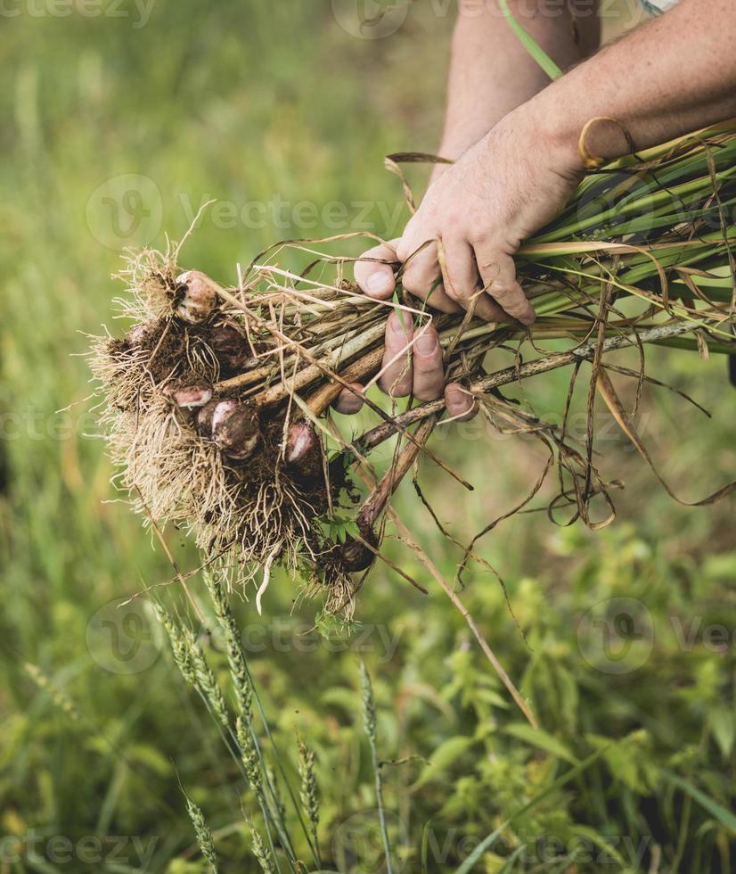 handvol vers geplukte knoflook op het veld foto