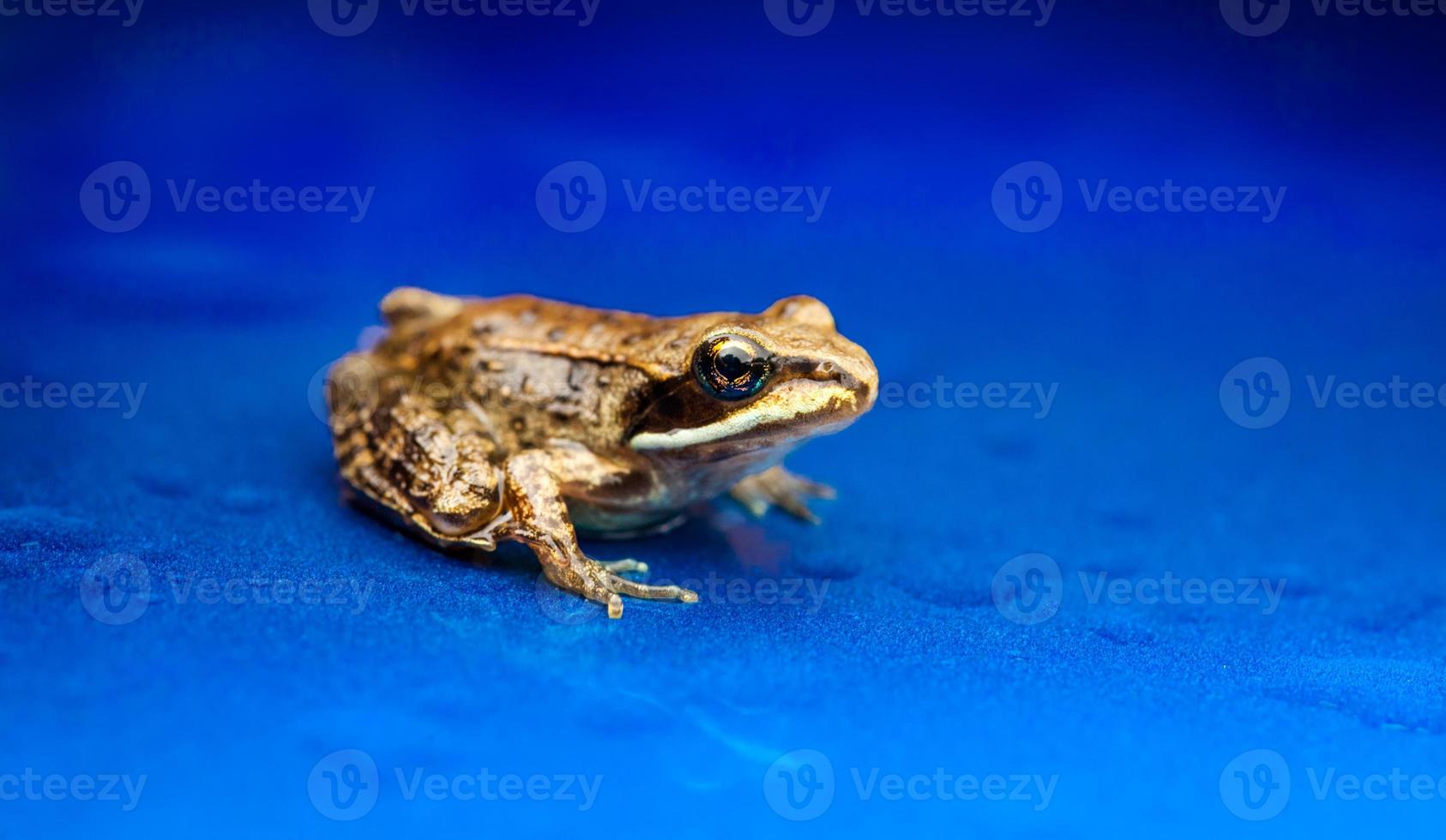 miniatuur van zittend op een blauwe achtergrond foto