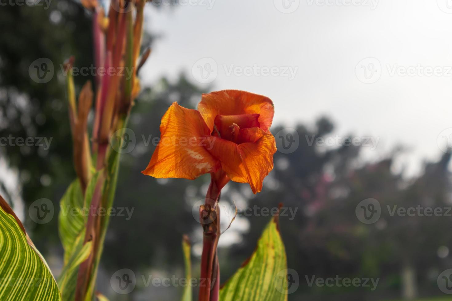 oranje papaverbloem in het bos foto