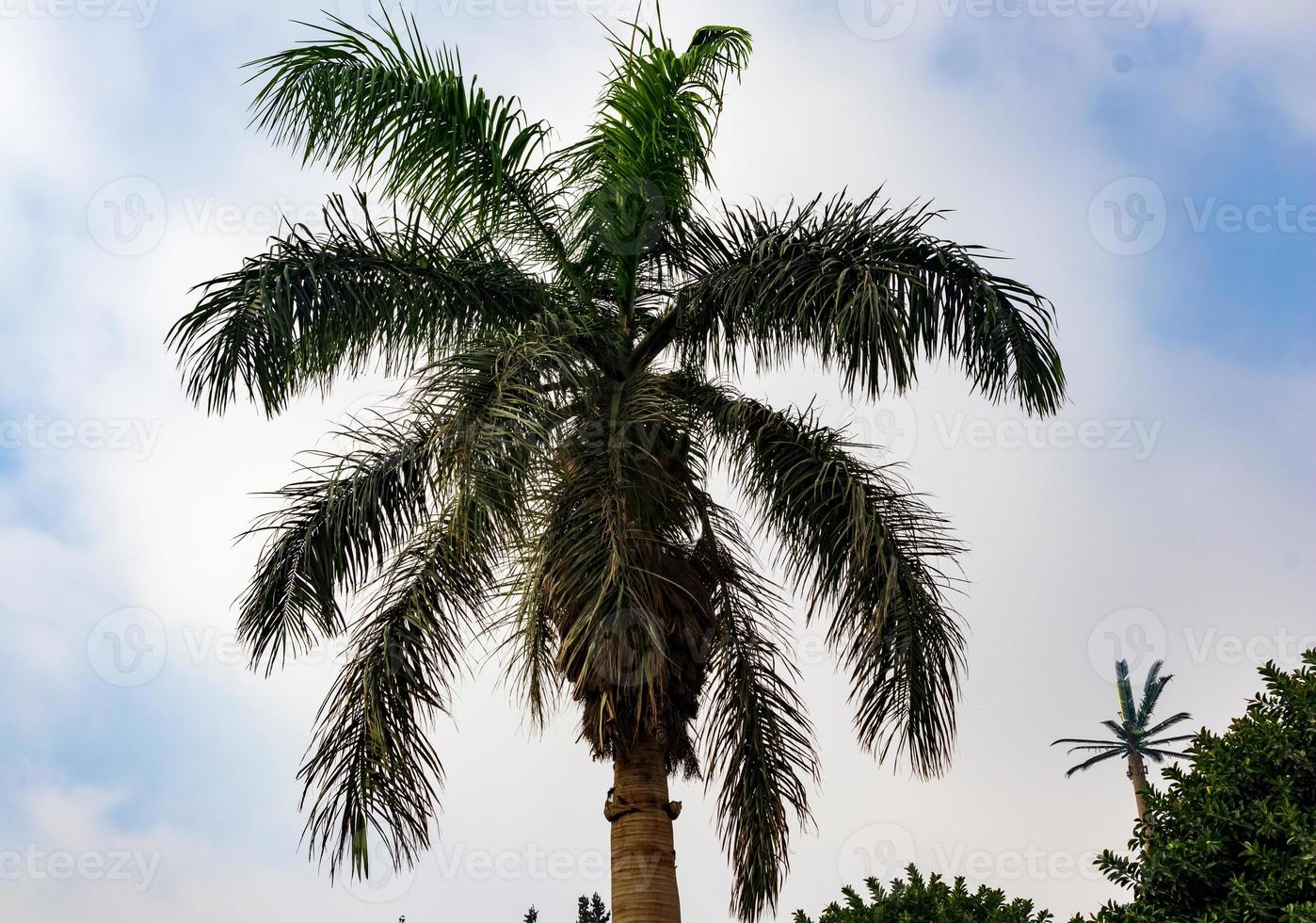 palmbomen tegen blauwe hemel foto