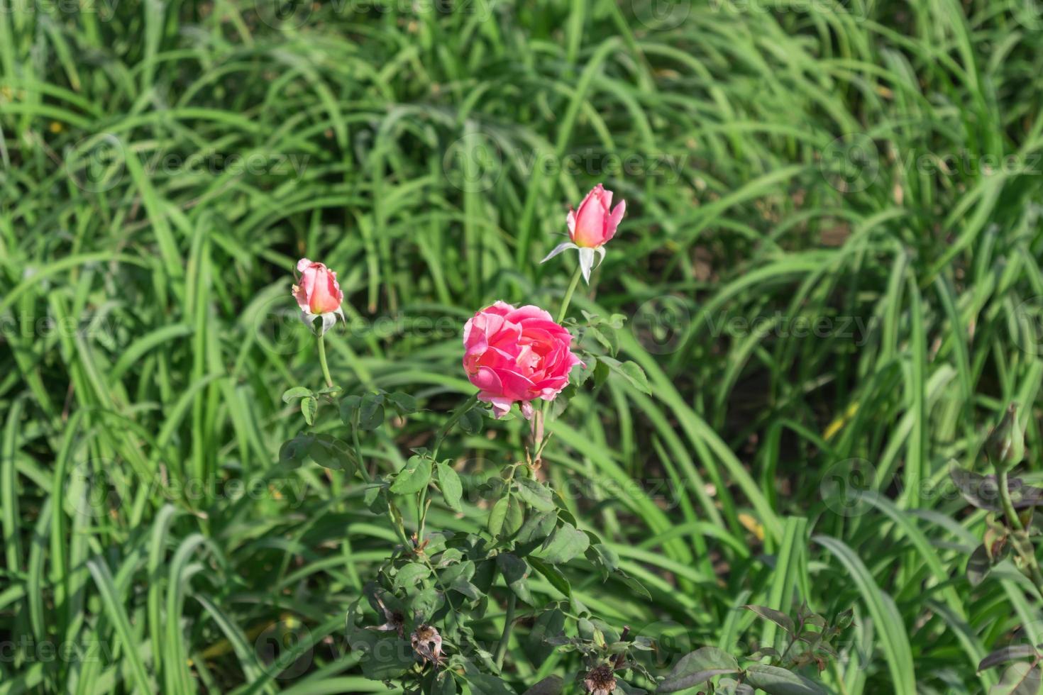 roze bloem in het gras foto