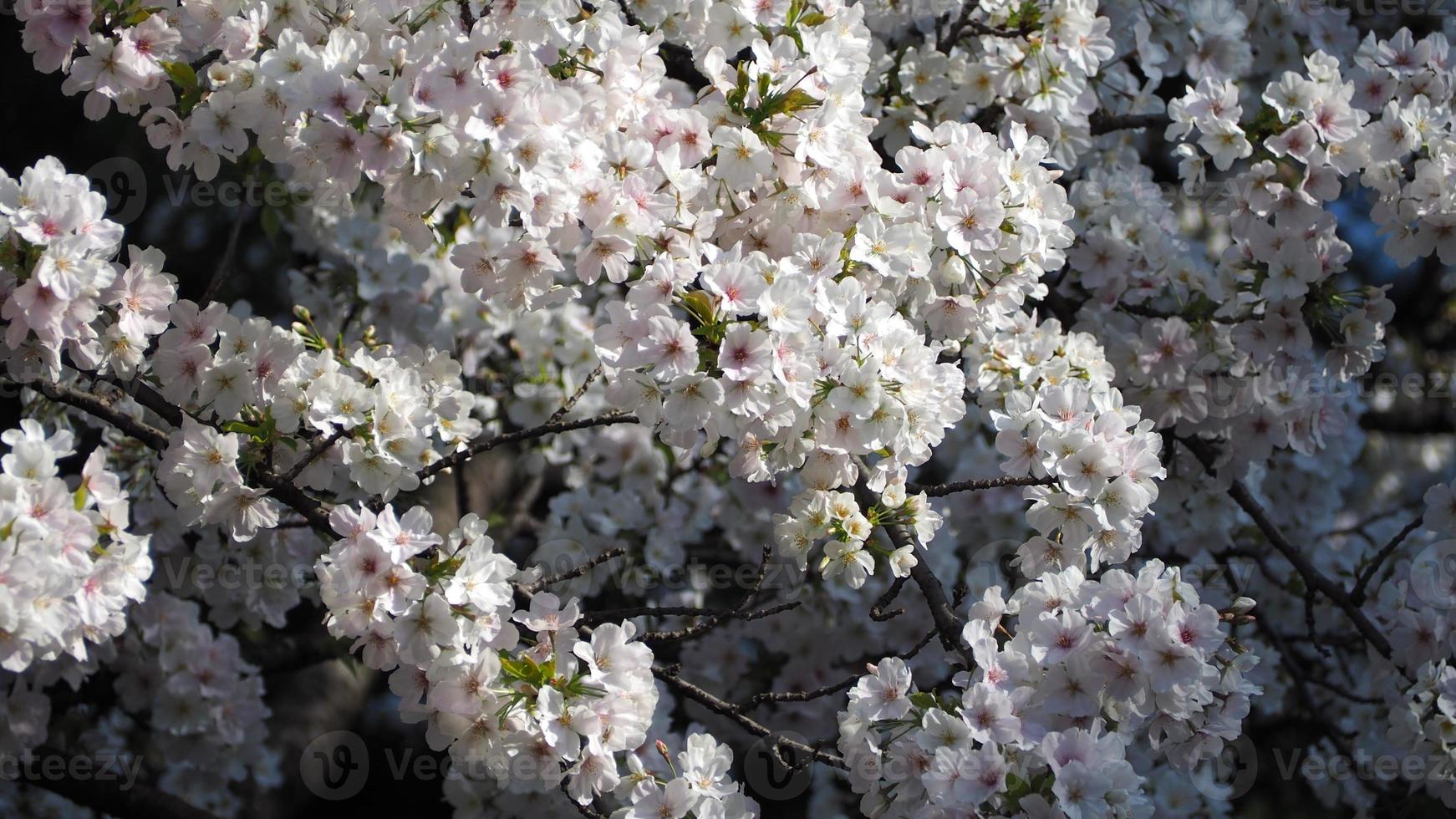 witte kersenbloesem. sakurabomen in volle bloei in meguro ward tokyo japan foto