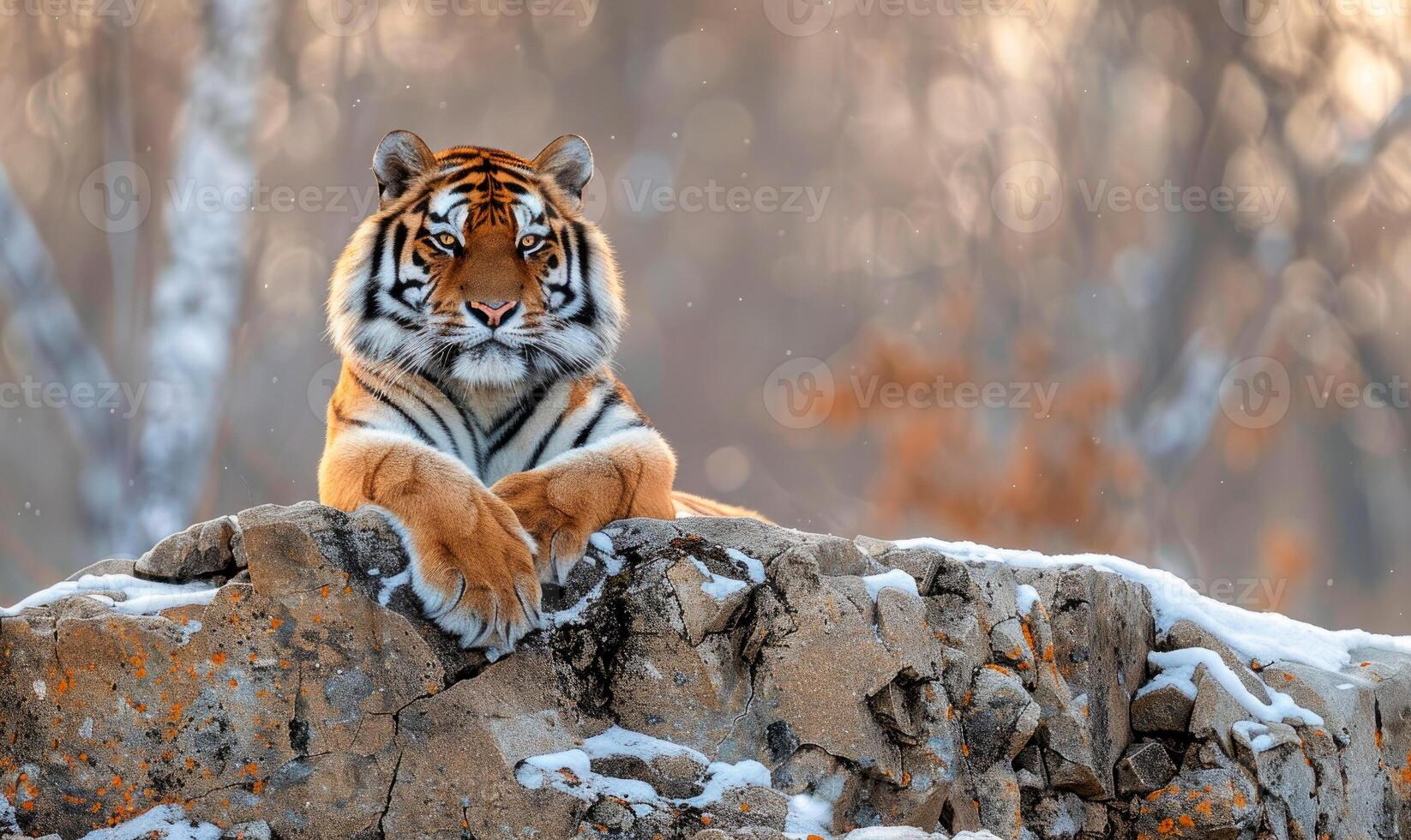 Siberisch tijger loungen vorstelijk Aan een rotsachtig ontsluiting foto