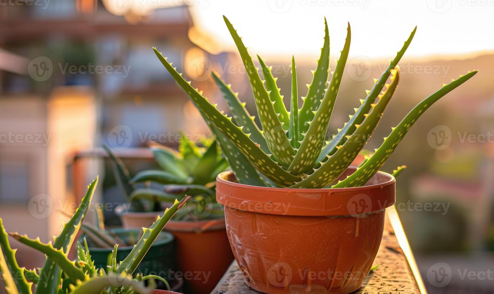 aloë vera bladeren in een pot, detailopname visie foto